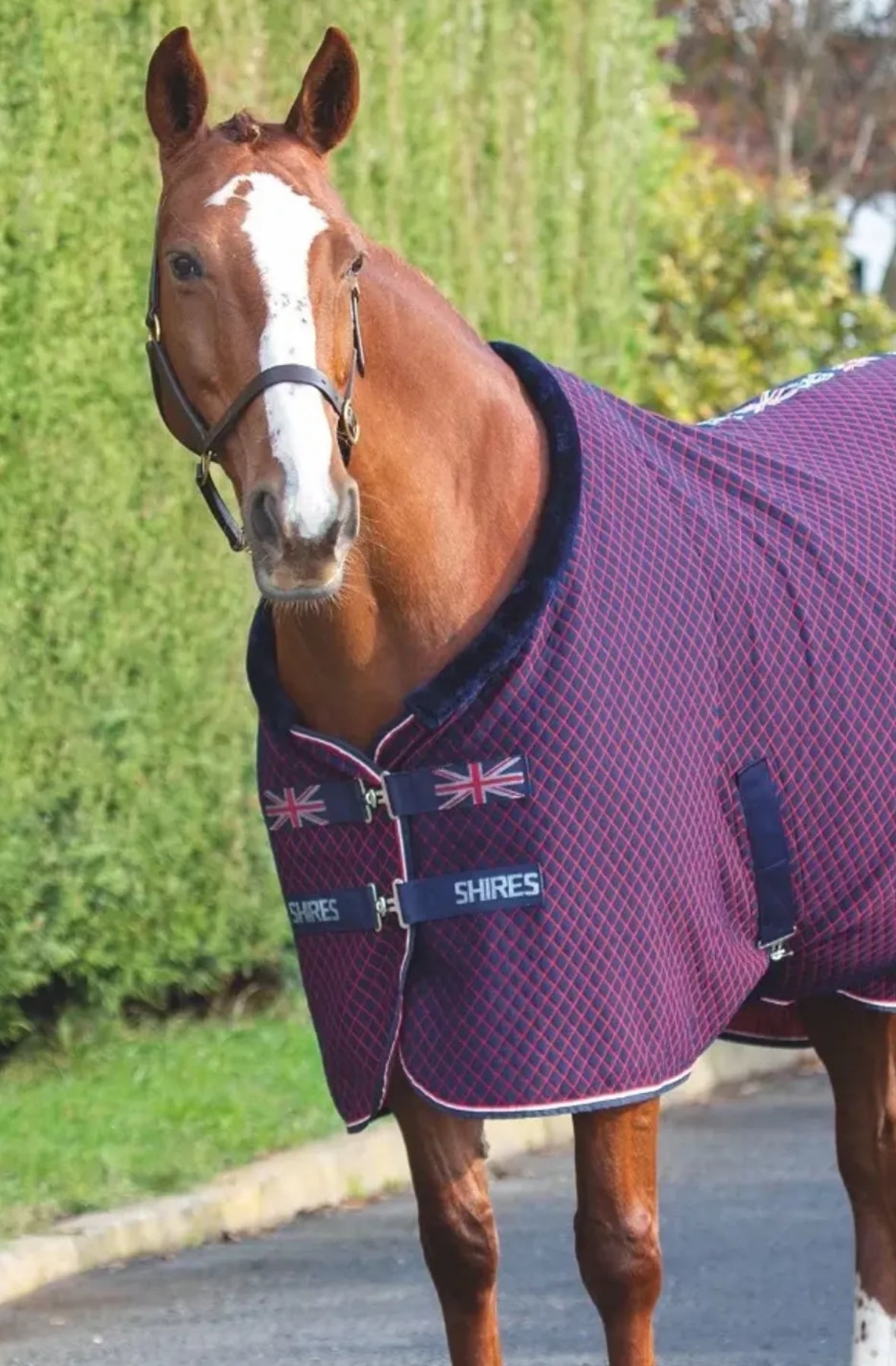 Shires Tempest Original Team Show Horse Rug/cooler